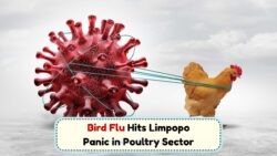 Bird Flu Escalation: Limpopo's Chicken Crisis Worsens with July Outbreak