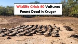 Tragic July 2025: Poisoning Claims 90 Vultures in Kruger Conservation Crisis